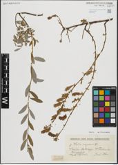 Foto von Salix repens L.